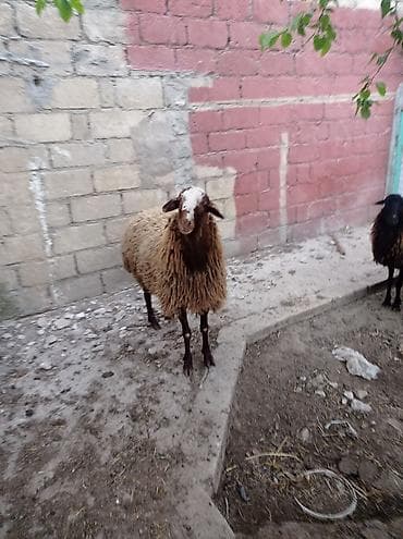qaradolaq qoyun: Erkək, il: 1, 70 kq, Ünvandan götürmə — 3
