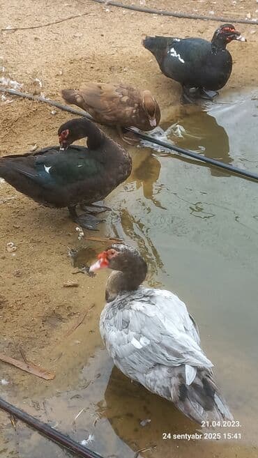 kayuqa ördək: Muscovy ördəkləri (indoutka) – müxtəlif rənglərdə - Növ: Muscovy — 2
