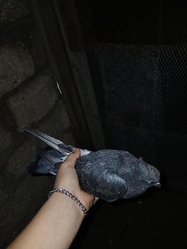 iran goyercin: Qara goy lələyli kekili maya zır oynaqdı isdeyen şexsiye yazsın‼️ — 1