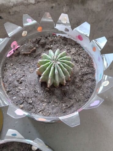 орхидея баку: Çiçek acan kaktuslar. 1 azn
baki metro sos,Sumqayit catdirilir — 2