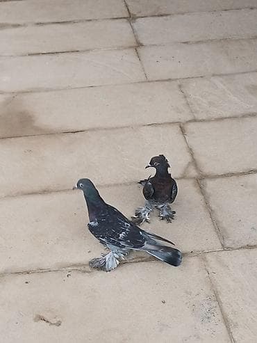 goyərcin damı: Cüt rəngarəng göyərçin - Növ: dekorativ/oyun göyərçinləri, lələkli — 3