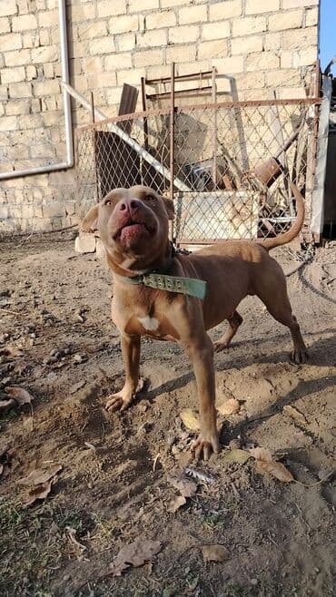 alabay itleri: Pitbul, 1 il, Erkek, Sənədli, Pulsuz çatdırılma — 2