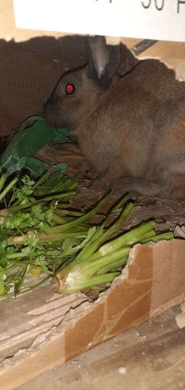 Другие животные: Ev dovşanı - Növ: sort dovsandi boqazdi 10 gune doqacaq — 4