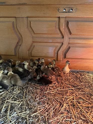 cuce yemi: Muskovi ördək balaları (indo ducklings) - Cins: muskovi (ördəyi) — 8