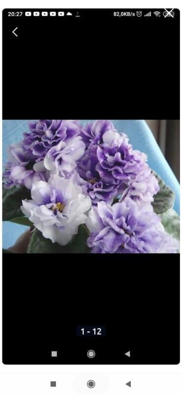 bənövşəyi gül şəkilləri: 5,6 m starter — 2