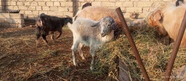 cuceye verilen adlar: Keçi və çəpişlər — 2