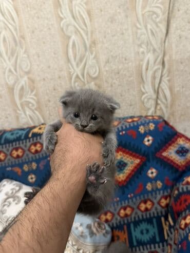 ən şirin pişiklər: Boz tüklü, balaca pişik balası. Yumşaq xəz, qısa tüklər və qısa, yumru — 1