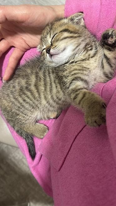 pişik pers: Şotland — 4