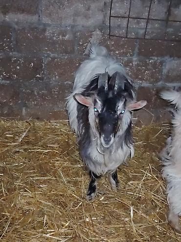 çəpiş əti: Erkək, il: 1, Damazlıq — 2