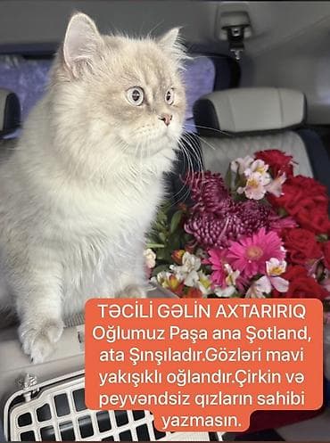 cütlə: Şinşilla, Erkək, Cütləşmə üçün — 1