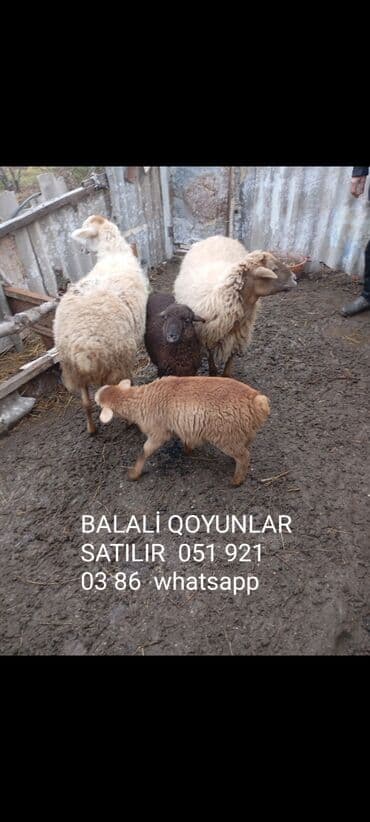 Atlar: Balalı qoyunlar - Ana qoyunlar və balaları birlikdə - Şəkildə — 1
