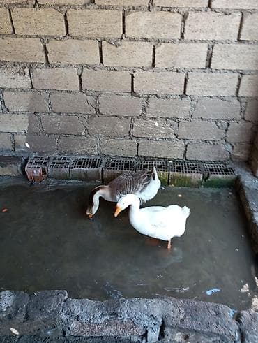 heyvan bazari keci: Dişi, | Linda, Damazlıq, Ünvandan götürmə — 3