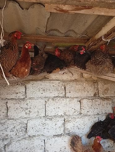 balaca it cinsleri: Məhsul: Yerli toyuqlarıdi gecen ilin fereleridi yumurtuya düşüblər — 1