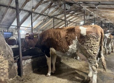 Digər heyvanlar: Satilir 3 cu qarina 5-10 gunu qalib dogmagina Voronej malidi 25 den — 2