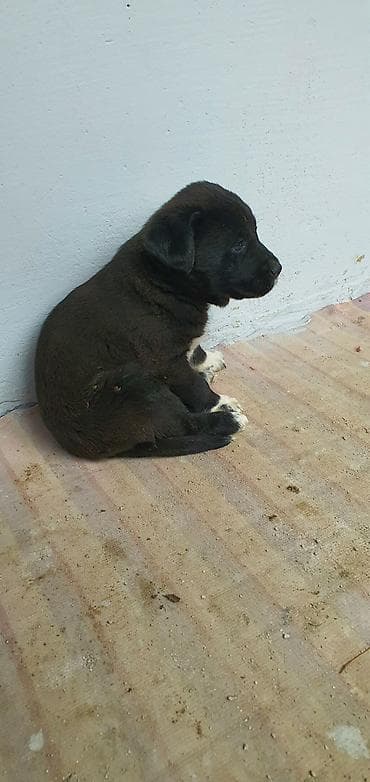 qaz balalar: 2 ay, Erkek — 7