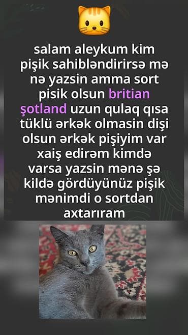 xaski balasi satilir: Şotland, Dişi, Yaxşı əllərə, Ödənişli çatdırılma — 1