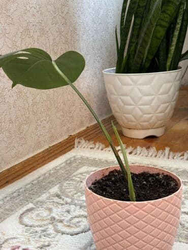 бочка 10 тонн: Monstera 10 azn — 4