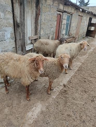 Akvariumlar: Dişi, il: 2 — 4