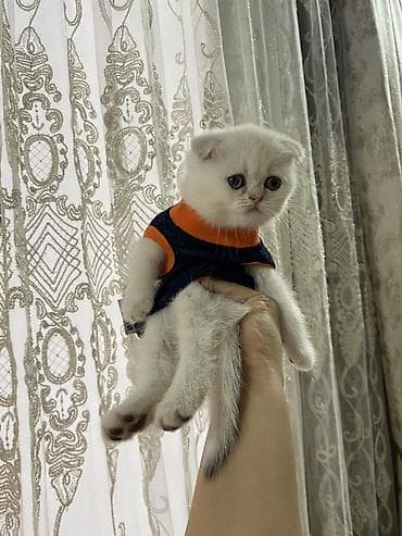 pisik esyalari: Şotland yastı qulaq — 4