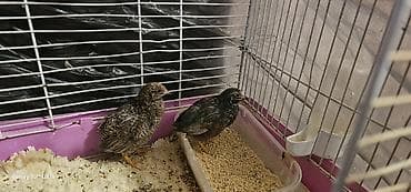 damazlıq: 1 cüt çin bildirçini barter olunur 4 dənə valnist ilə cütü 40 m — 5