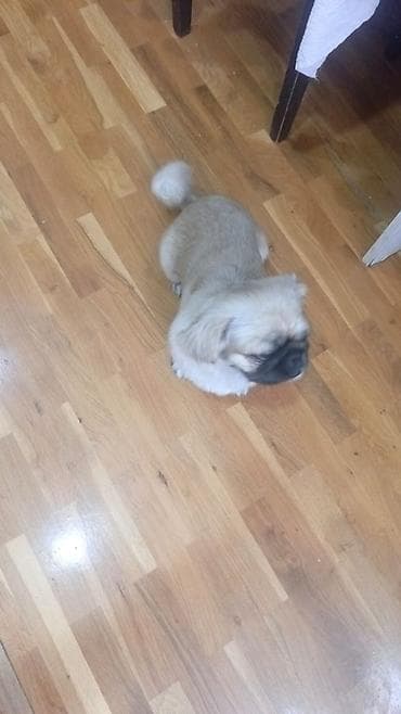 pekinez qiymeti: Pekines — 2