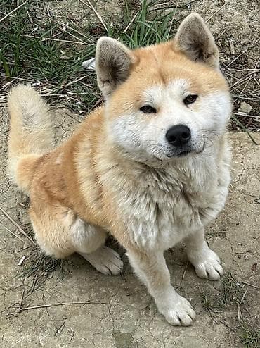 yapon iti: Akita-inu, 2 il, Erkek — 5