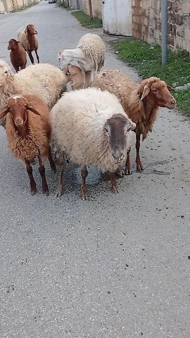 tap az qoyun quzu satisi: Salam. 16 ana bala 3 subay. kom sekilde satilir. etrafli z vuru — 7