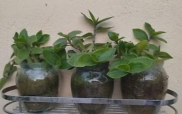 kalina bitkisi: Tradeskansiya (Tradescantia) – yarpaqla çoxalan, asma və ya masaqüstü — 1