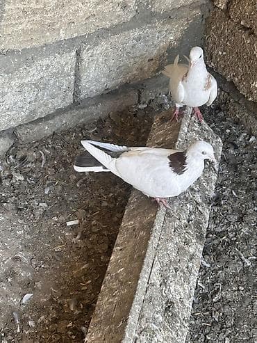 goyercin taklalar: Saglam heyvanlar hecbir problemi yoxdu cüt deyiller qirmizi boyun — 3