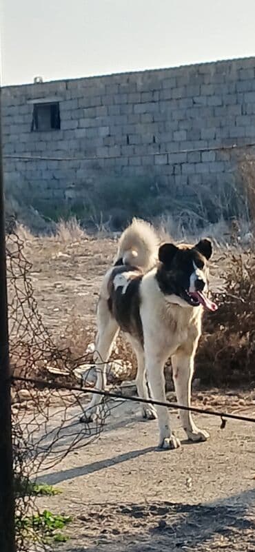 çardaq quşun yuvası: Qurdbasar, 1 il, Erkek, Peyvəndli, Ödənişli çatdırılma — 5