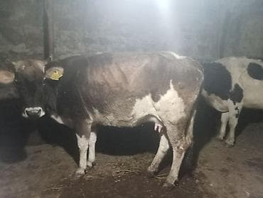 dişi quzu: Süd inəyi – dana ilə birlikdə - Cins: yerli/sarımtıl-boz rəngli — 5