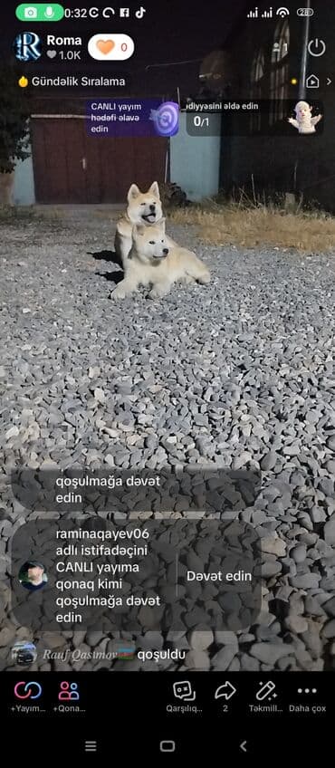 doberman qiymeti: Akita-inu, 4 ay, Dişi, Peyvəndli, Ünvandan götürmə — 3