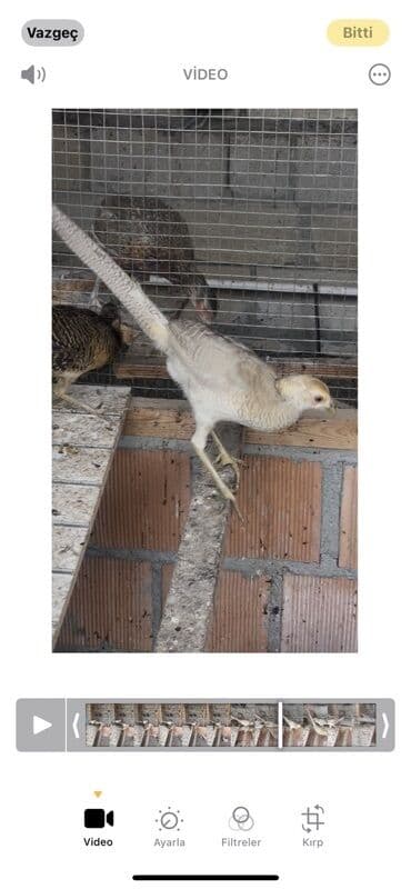 deve qusu yumurtası satisi: Məhsul: Bəzəkli fazan cücələri Təsvir: - Şəkildə qəfəsdə saxlanılan — 1