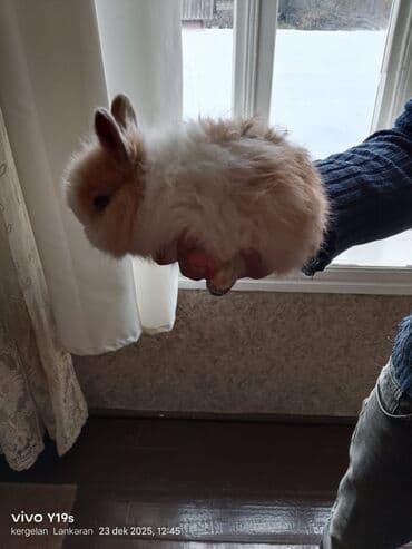 mal yemi: Salam anqor dekerativ aslanbaş karlik balalari evdə saxlanan dovşan — 7