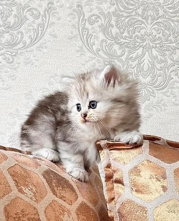 pişik geyimi: Şotland — 2