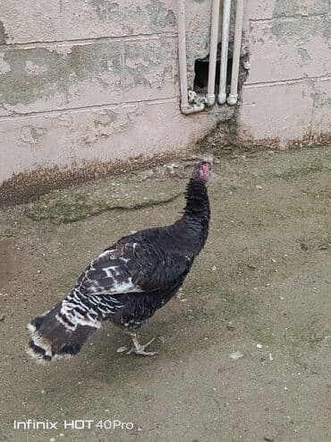 Qoyunlar, qoçlar: Dişi, Yumurtalıq, Ünvandan götürmə — 2