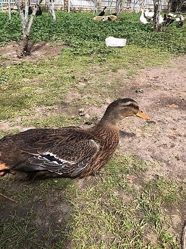 yerli inekler: Mallar – ördək (dişi) - Cinsəxasiyyət: yerli malla/çöl rəngli dişi — 2