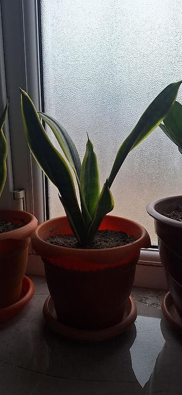 leon sekli: Sansevieria “Laurentii” (ilan bitkisi) – saksıda - Yarpaqlar — 3