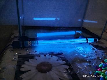 Pişiklər: Akvaryum dəsti - Şüşə akvaryum: düzbucaqlı forma, yuxarı və aşağı — 5