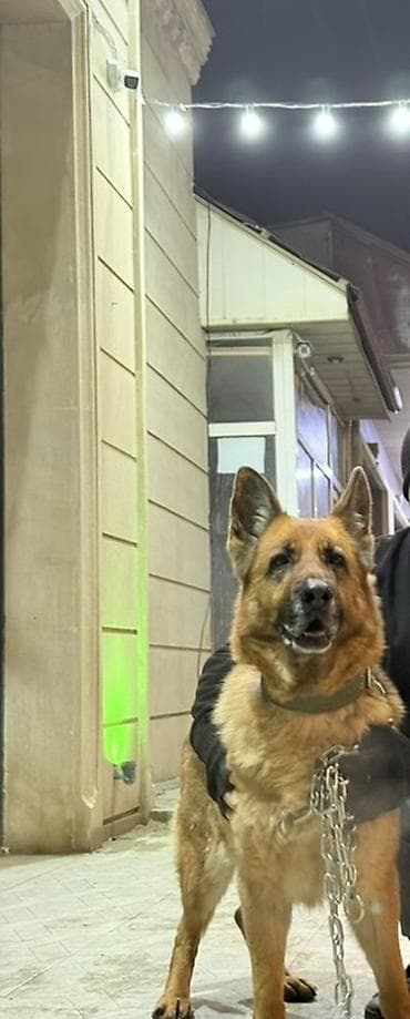 Alman çoban iti, Peyvəndli