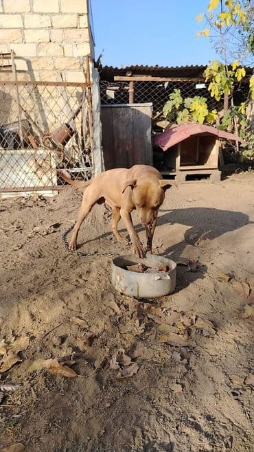 alabay itleri: Pitbul, 1 il, Erkek, Sənədli, Pulsuz çatdırılma — 9