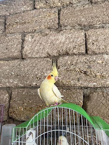 Asia: Danişnağa meyilli corella baladi 3 ayliq tam oyredilesi vaxtidi — 1