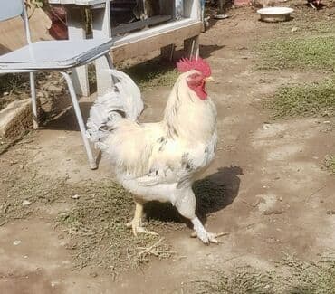 брама жужалари: Toyuq, Brama, Damazlıq — 2