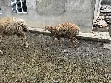 hind qusu daqestan sortu: Özünə damazlıq heyvan axtaranlar elaqe saxlasın qiymet 4ünə aiddir — 4
