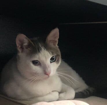 pişik itib: Erkək — 1