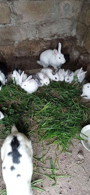 dovsan: Satılır: Ev şəraitində bəslənən dovşanlar - Növlər: Ağ, qara-ağ — 3