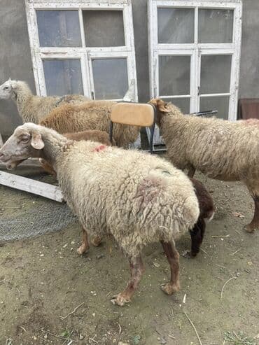 cins ineklerin qiymeti: 1 ədəd qoyun yanında quzu ilə (quzu ərkəkdi) 3 ədəd qoyun boğaz — 1