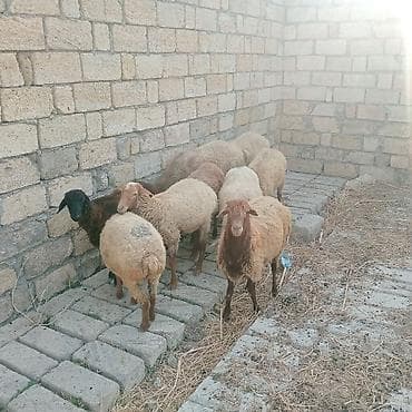 Рогатый скот: Satışda xırdabuynuzlu heyvanlar – qarışıq rəngli qoyunlar — 1