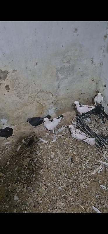 heyvanlar quşlar: 15dənə tutulma heyvandı 5 manatdan ünvan bakı naxçıvanski 070. 232 32 — 7