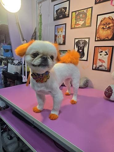 Keçilər, çəpişlər: Peekines ve pomerian qarisigi disi cutlesdirilir erkek lazimdi — 2